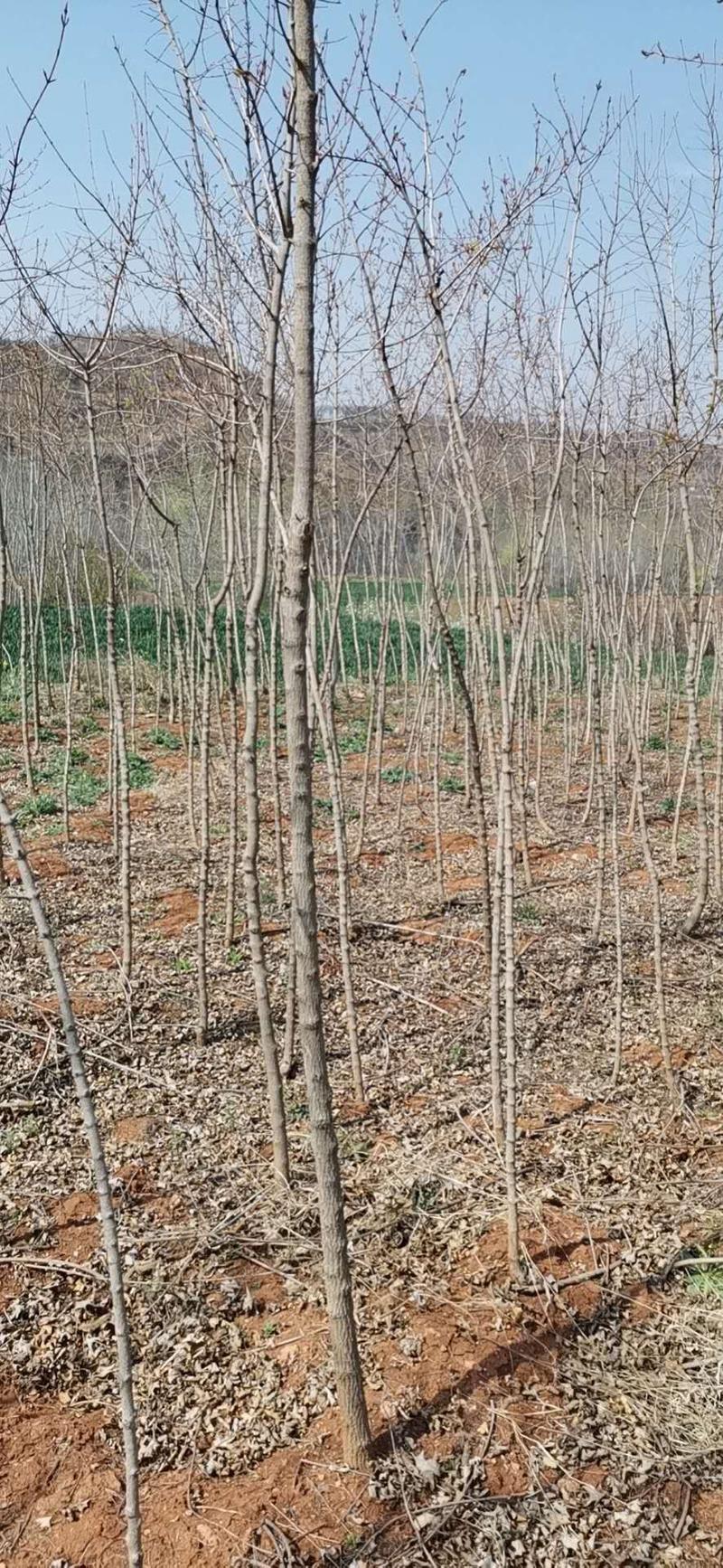 五角枫一年二年子播苗定植树苗