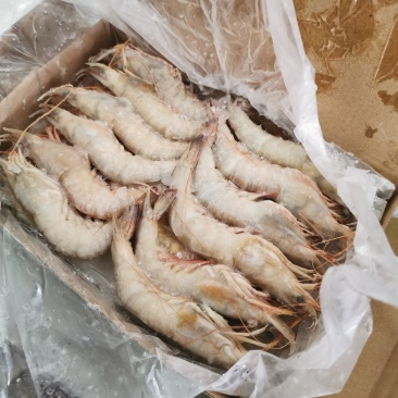 北海天然海捕麻虾