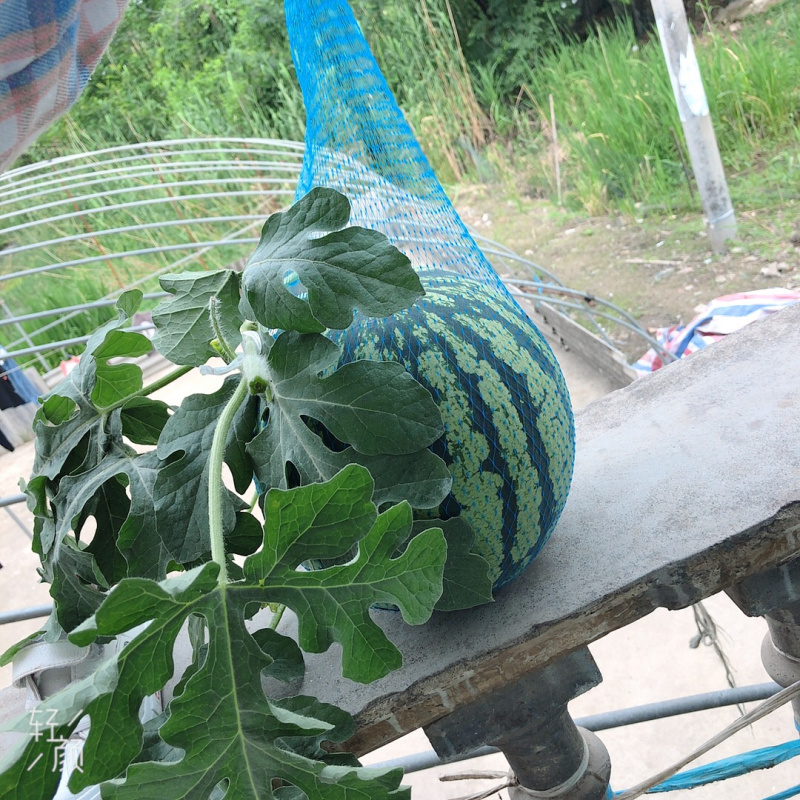 万亩大棚吊瓜基地6斤打底9成熟1茬