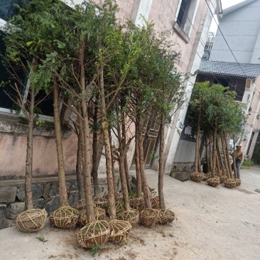 红豆杉小苗南方红豆杉占地苗红豆杉工程苗1/30公分