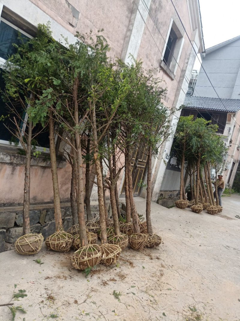 红豆杉小苗南方红豆杉占地苗红豆杉工程苗1/30公分