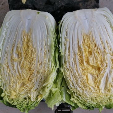 黄心大白菜