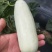 万亩博洋61特色甜瓜任你选购