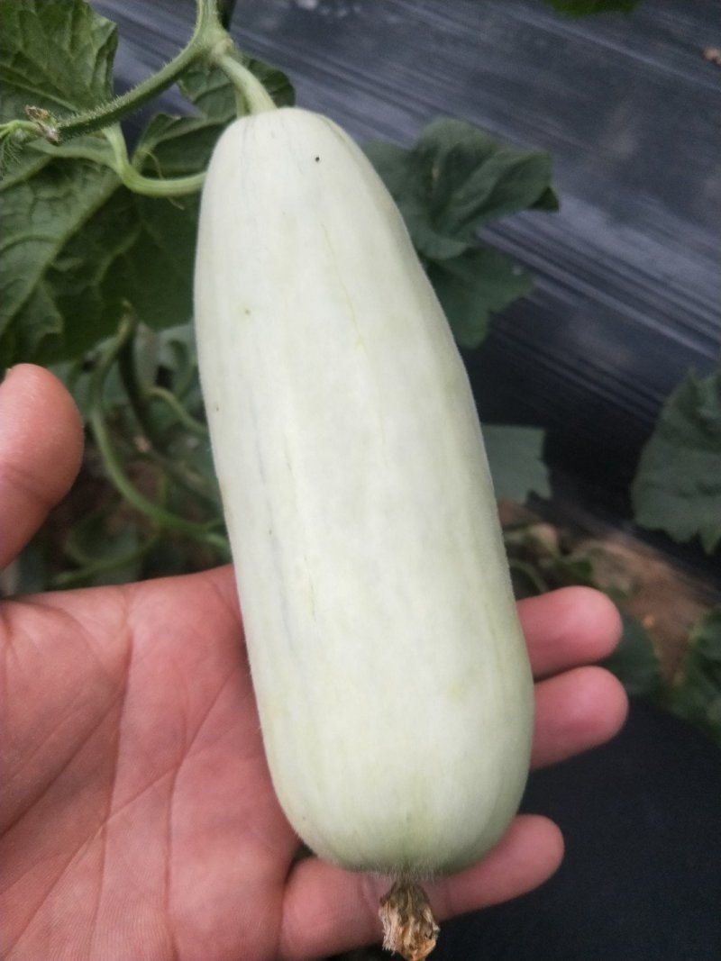 万亩博洋61特色甜瓜任你选购