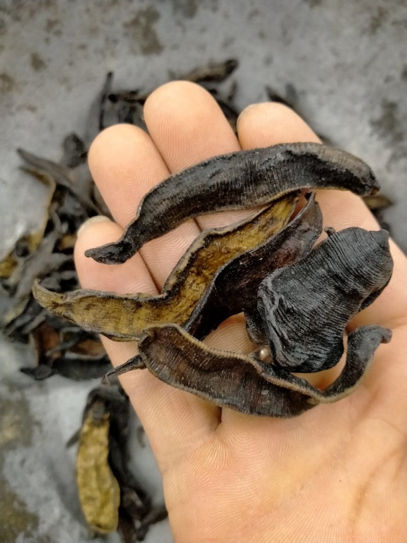 纯野生水蛭大货批发！产地直供！一手货源价格优
