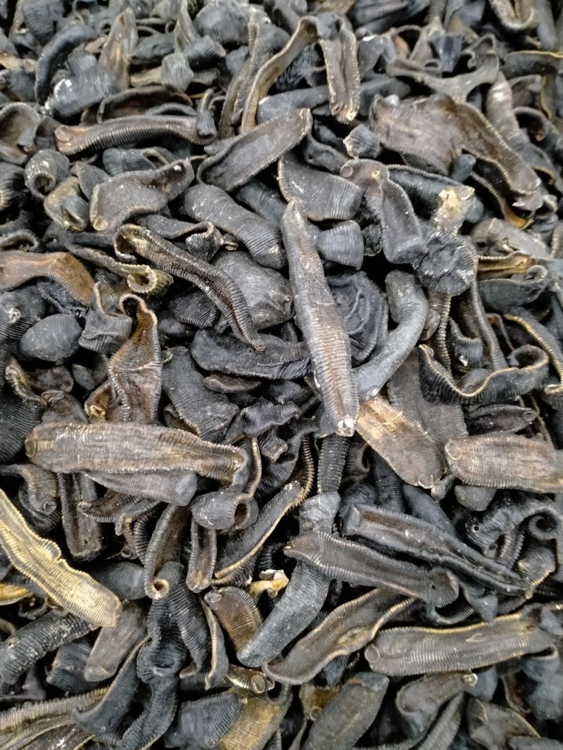 纯野生水蛭大货批发！产地直供！一手货源价格优