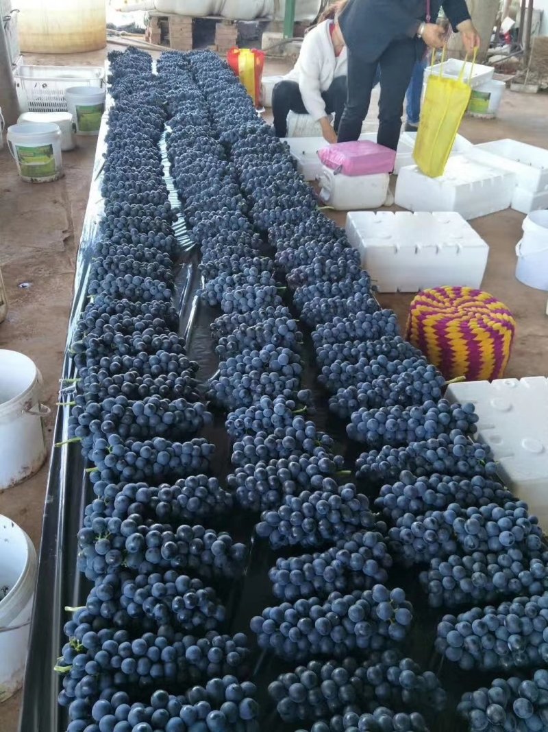 夏黑葡萄2斤以上5%以下