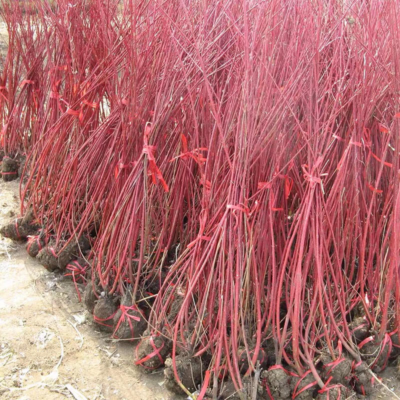 红瑞木50-80高，1-3分之。基地直销南北方种植