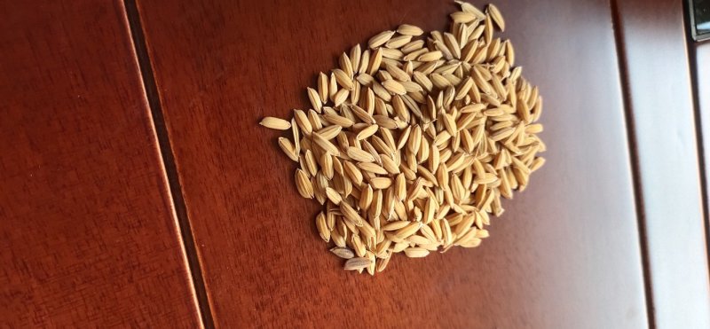 精选一级长粒稻谷，黏米，饲料专用