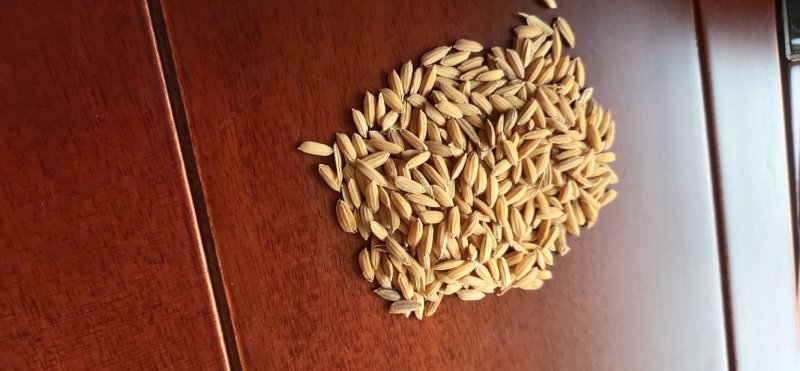 精选一级长粒稻谷，黏米，饲料专用