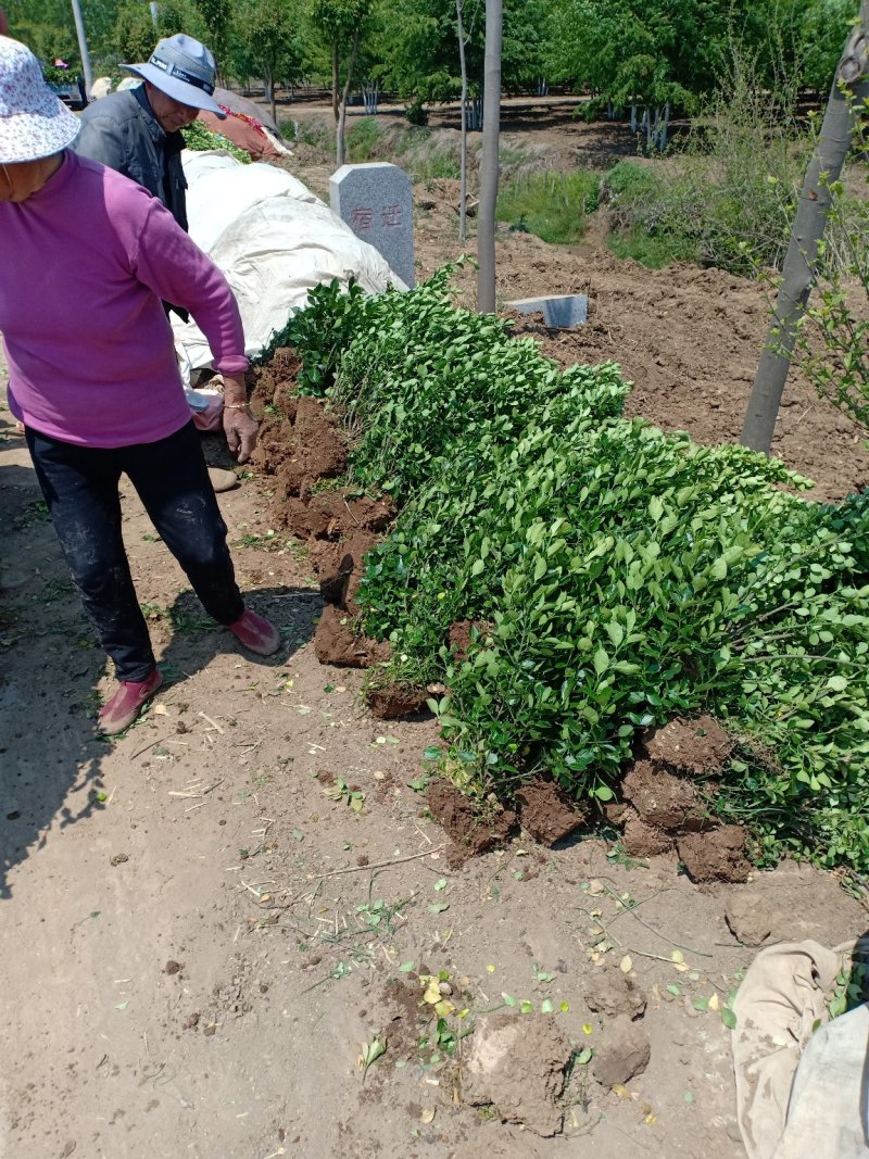 卫矛球，300亩自家苗圃各种规格包成活批发
