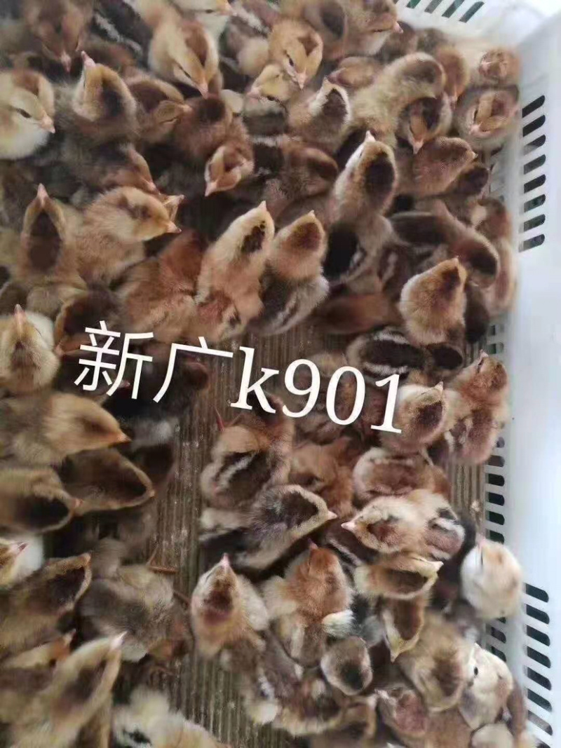 新广901鸡苗，厂家直销批发，🉑️发货全国