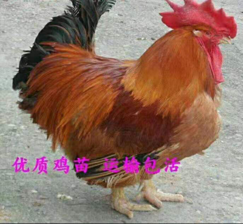 新广901鸡苗，厂家直销批发，🉑️发货全国
