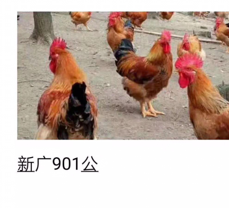 新广901鸡苗，厂家直销批发，🉑️发货全国