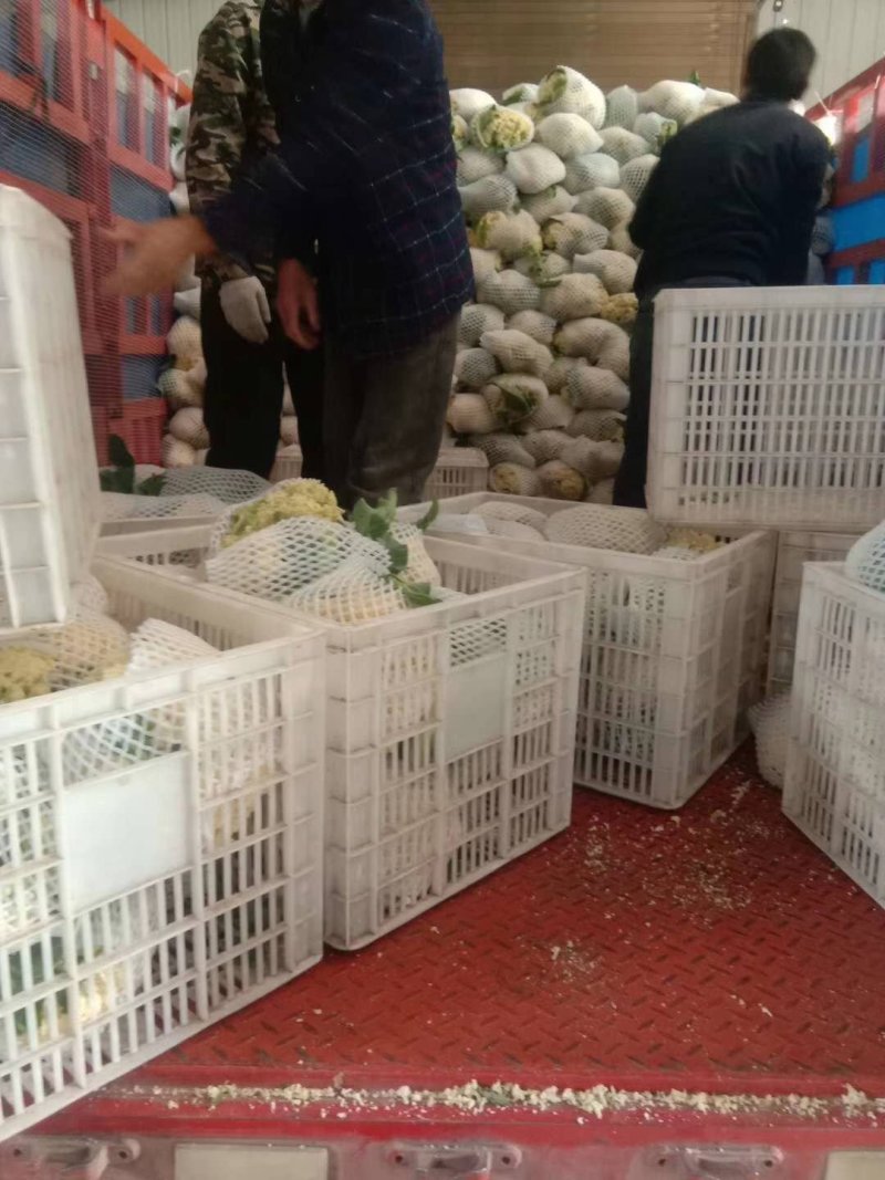 精品散花菜，实花菜，提供各种包装，产地直供！诚信合作！