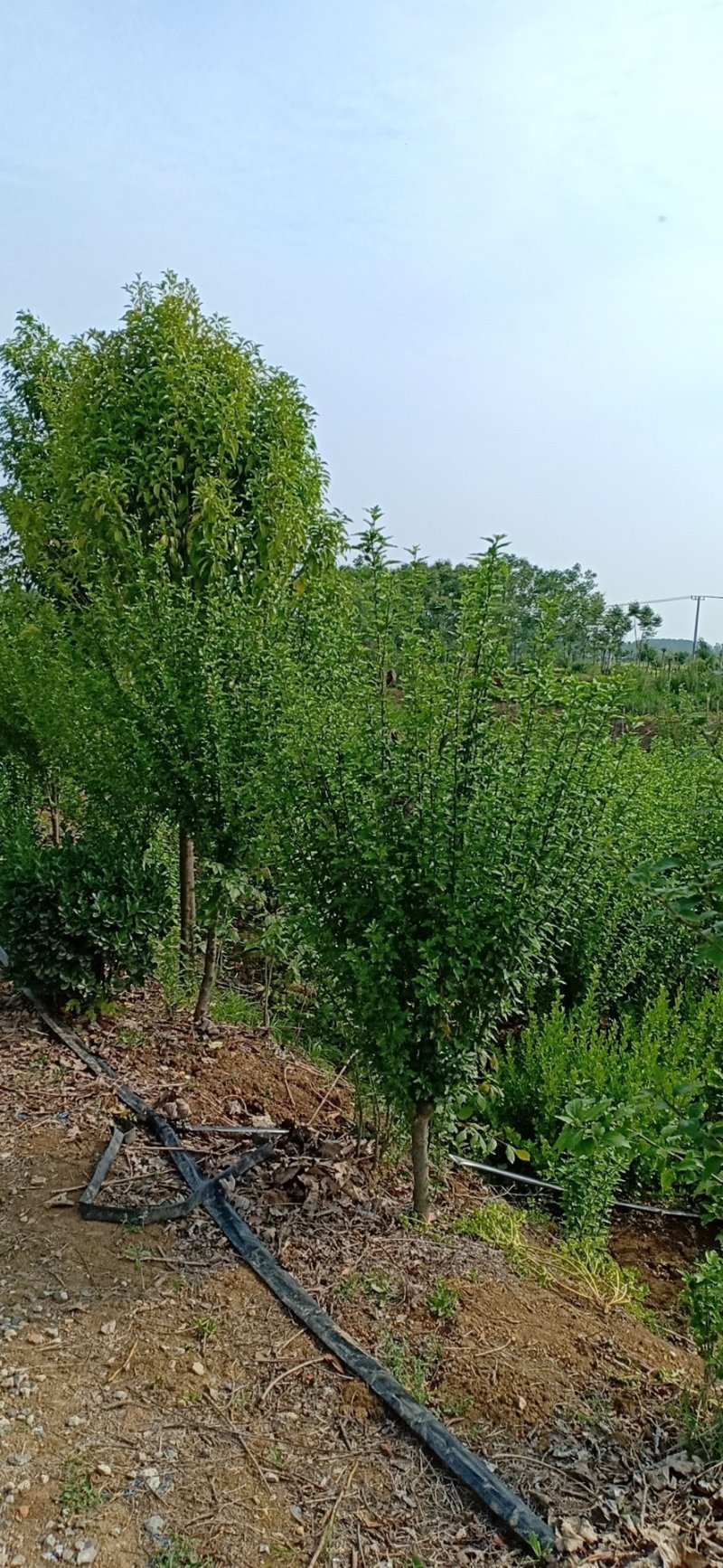 木槿，，，基地一手货源，欢迎新老客户咨询订购，量大从优！