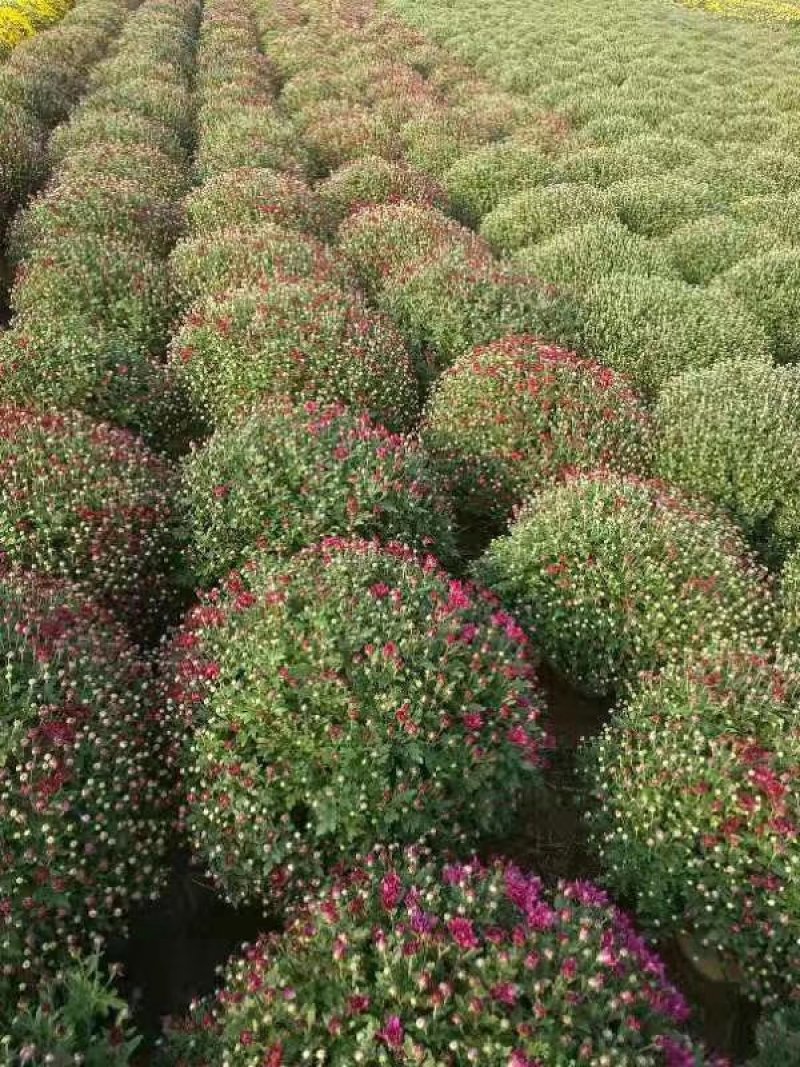 菊花苗，花海菊苗，商品菊，开封菊花，艺菊