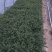 菊花苗，花海菊苗，商品菊，开封菊花，艺菊