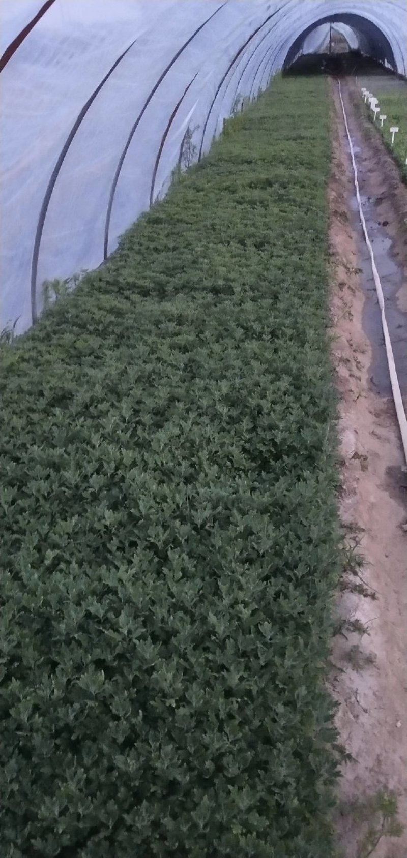 菊花苗，花海菊苗，商品菊，开封菊花，艺菊