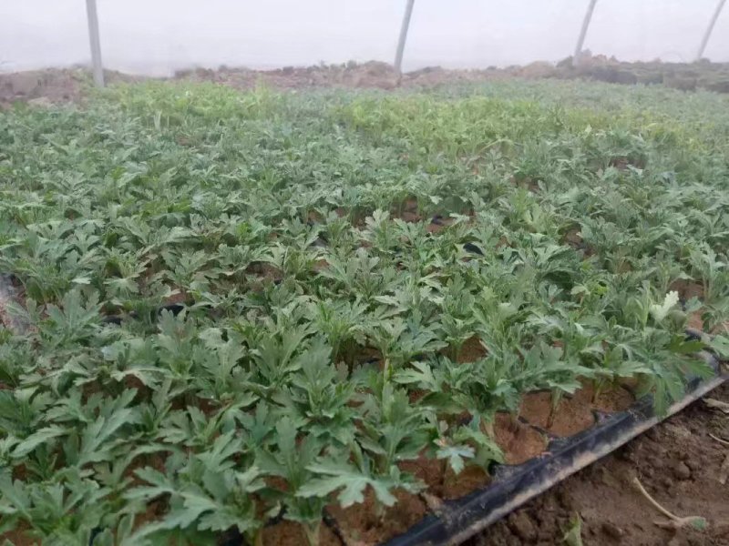 菊花苗，花海菊苗，商品菊，开封菊花，艺菊