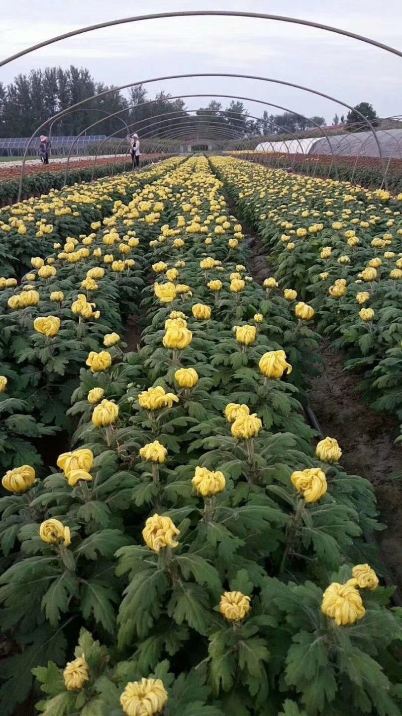 菊花苗，花海菊苗，商品菊，开封菊花，艺菊