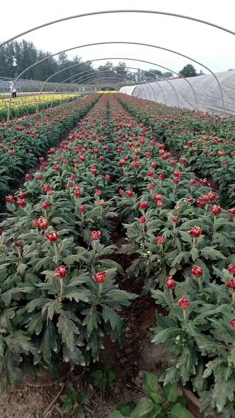 菊花苗，花海菊苗，商品菊，开封菊花，艺菊