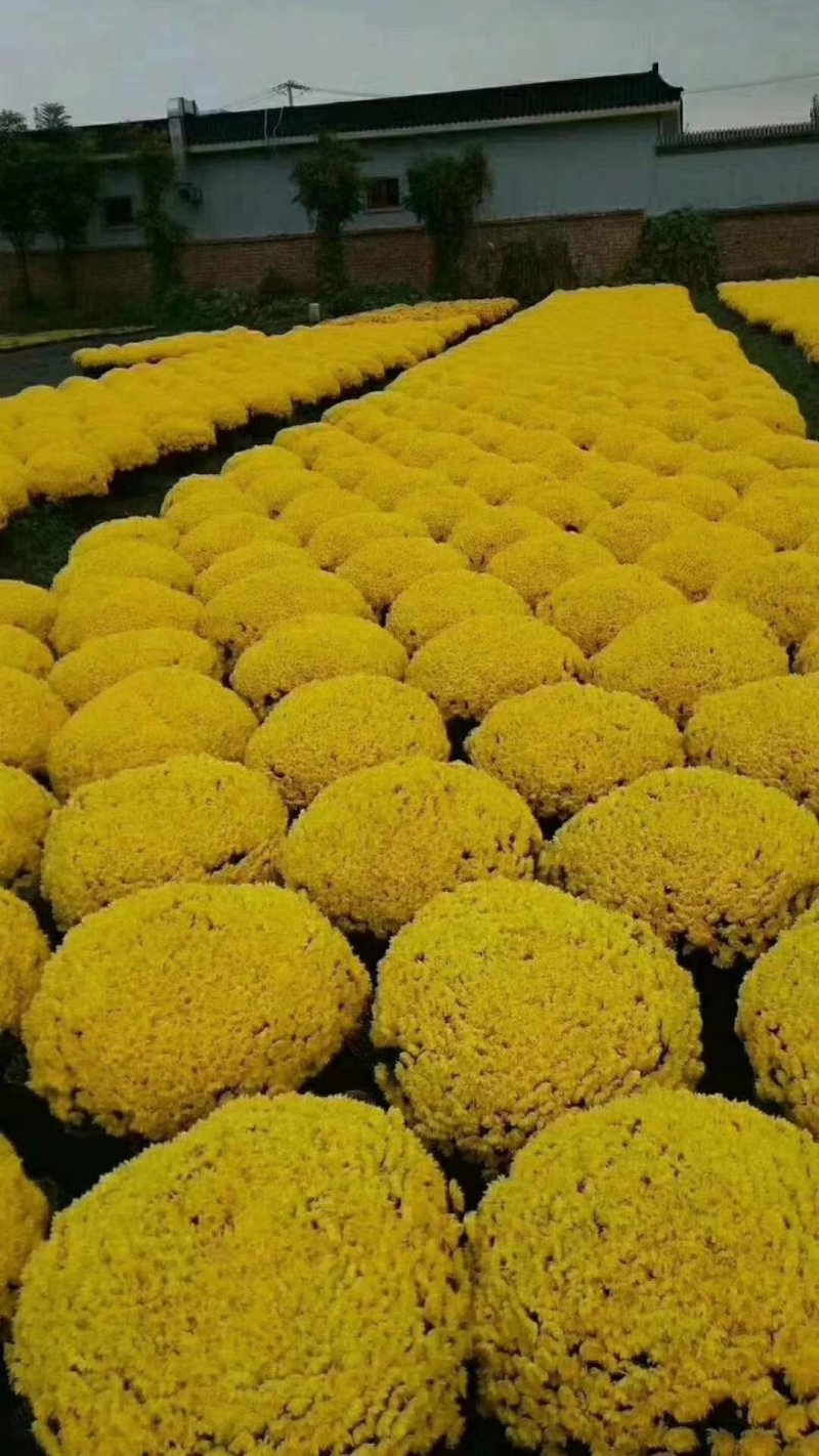 菊花苗，花海菊苗，商品菊，开封菊花，艺菊
