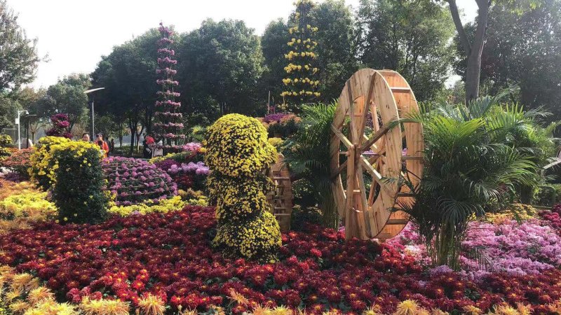 菊花苗，花海菊苗，商品菊，开封菊花，艺菊