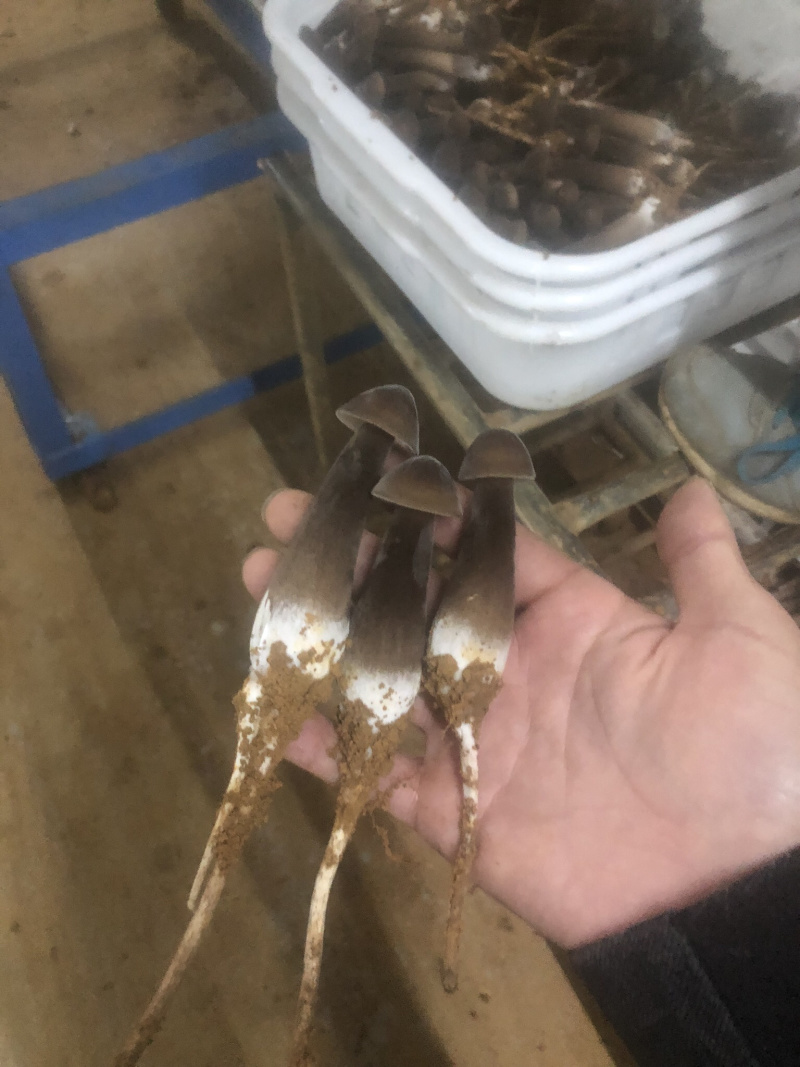 黑皮鸡枞菌棒黑皮鸡枞出菇包黑皮鸡枞菌种黑皮鸡枞菌包