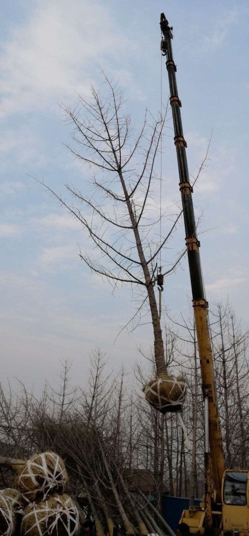 银杏树，白果树，一手货源，无中间商，农户一手货源