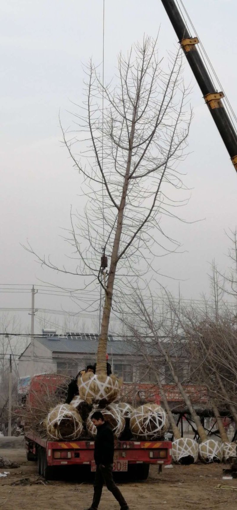 银杏树，白果树，一手货源，无中间商，农户一手货源