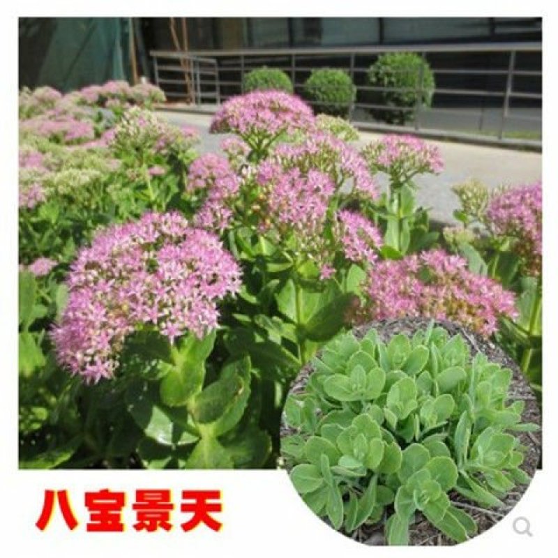 盆栽地栽多肉植物花蝎子草耐寒绿植八宝景天花止痒庭院绿化工