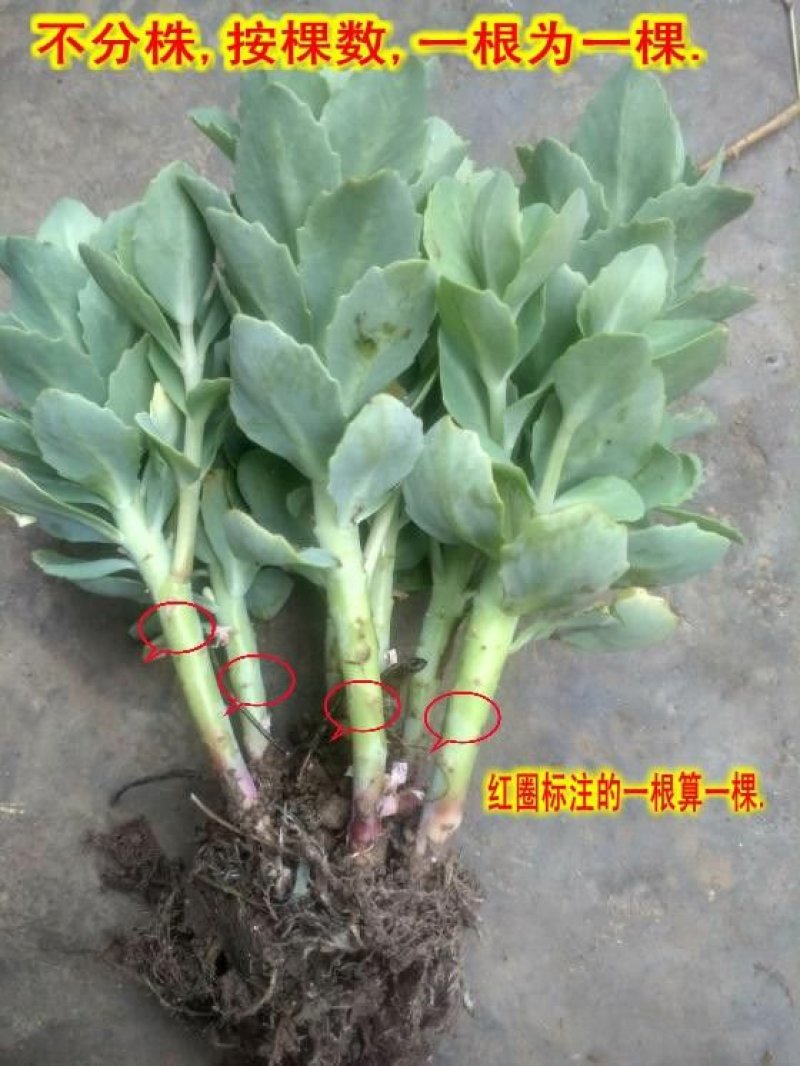 盆栽地栽多肉植物花蝎子草耐寒绿植八宝景天花止痒庭院绿化工