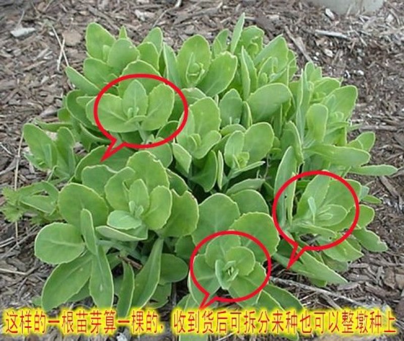 盆栽地栽多肉植物花蝎子草耐寒绿植八宝景天花止痒庭院绿化工