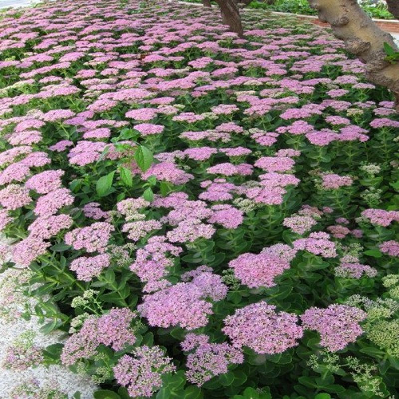 盆栽地栽多肉植物花蝎子草耐寒绿植八宝景天花止痒庭院绿化工