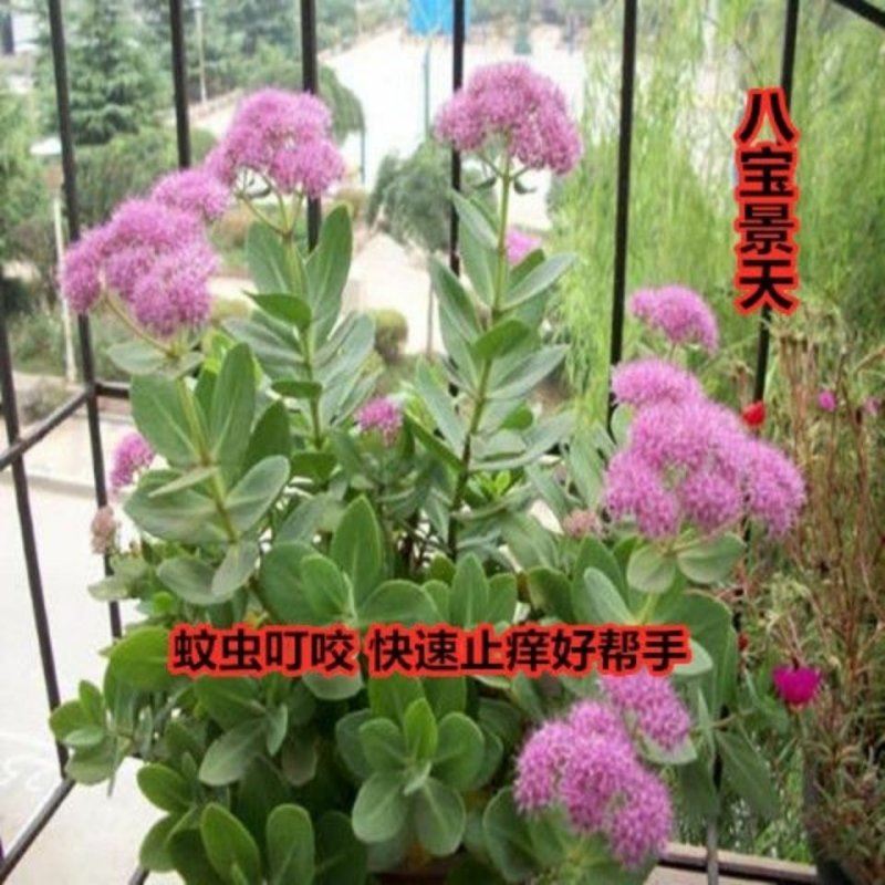 盆栽地栽多肉植物花蝎子草耐寒绿植八宝景天花止痒庭院绿化工