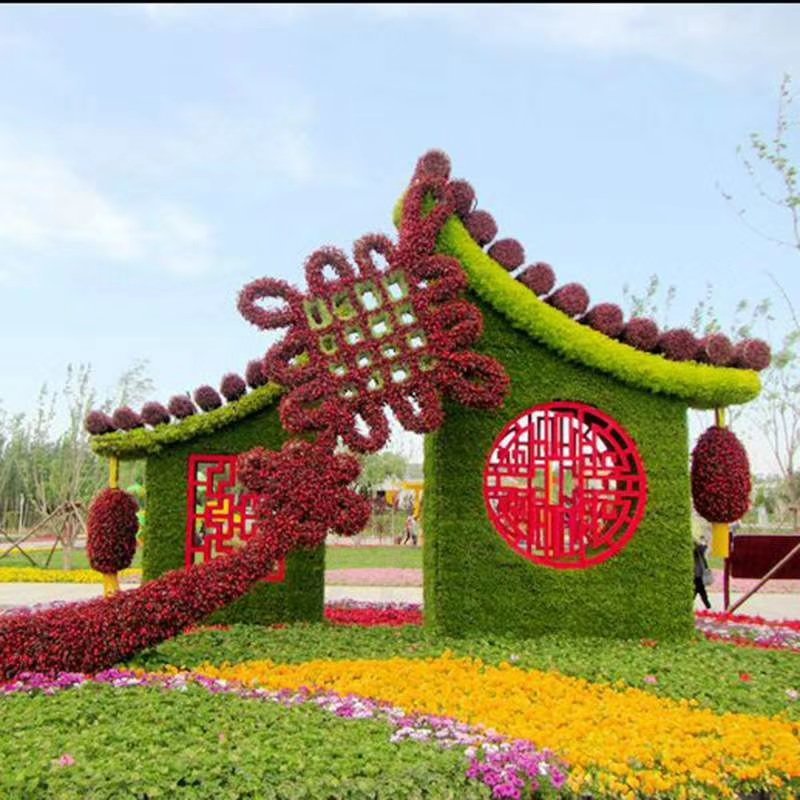 菊花苗，花海菊苗，商品菊，开封菊花，艺菊