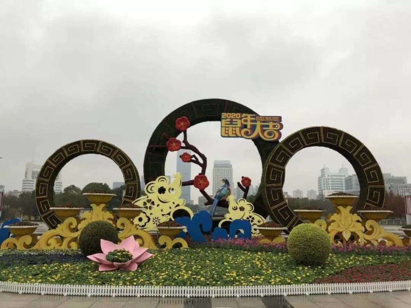 菊花苗，花海菊苗，商品菊，开封菊花，艺菊