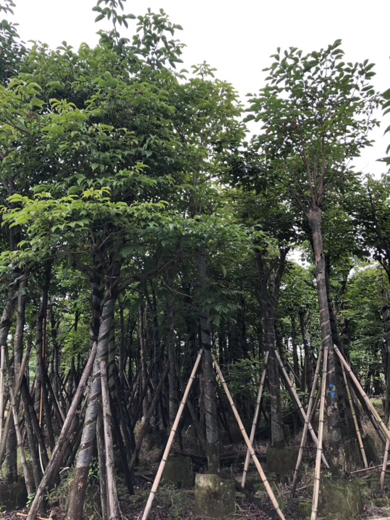 大量3-15秋枫出售、树苗漂亮、价格实惠、详情请直接联系