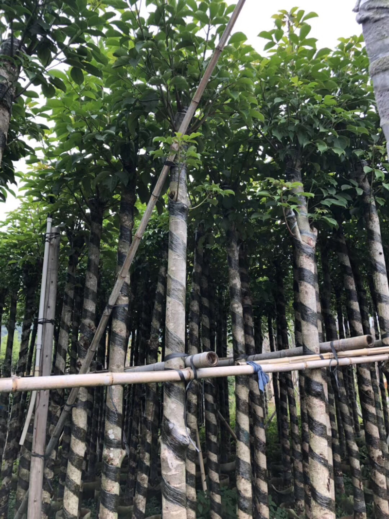 大量3-15秋枫出售、树苗漂亮、价格实惠、详情请直接联系