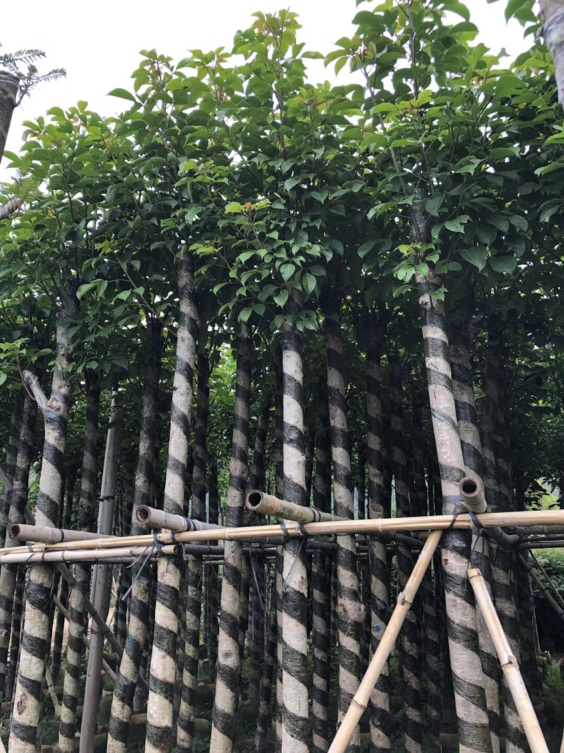 大量3-15秋枫出售、树苗漂亮、价格实惠、详情请直接联系