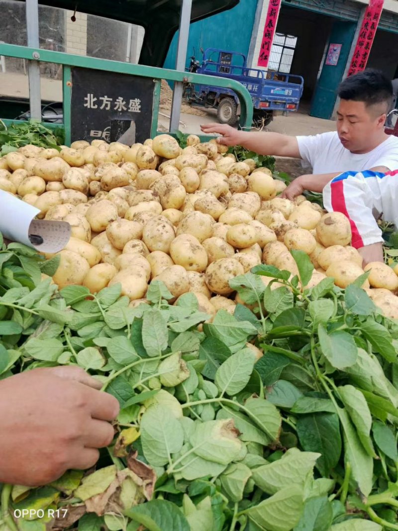新野精品土豆已经大量上市了，欢迎实地考察。