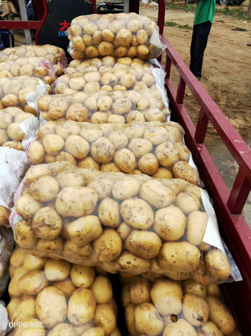 新野精品土豆已经大量上市了，欢迎实地考察。