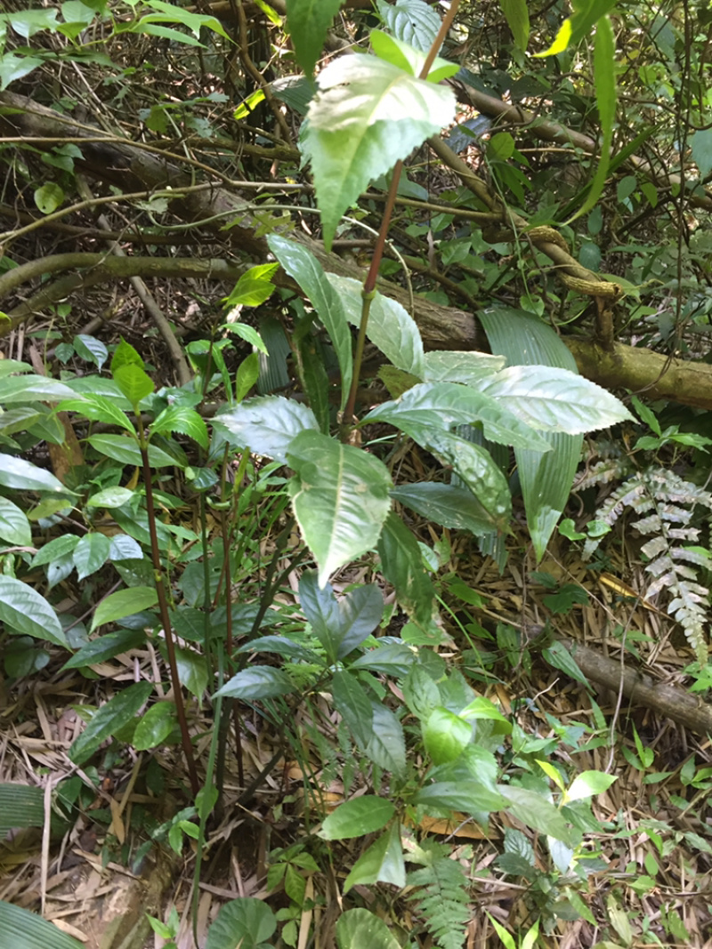 纯野生草珊瑚深山老林现摘