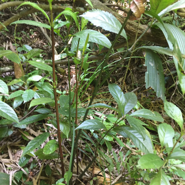 纯野生草珊瑚深山老林现摘