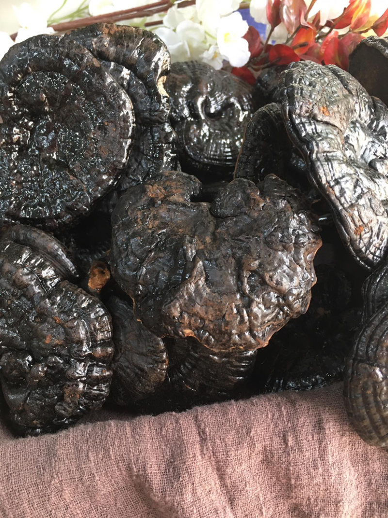 黑灵芝微商电商实体淘货源专业保密一件代发专注批发