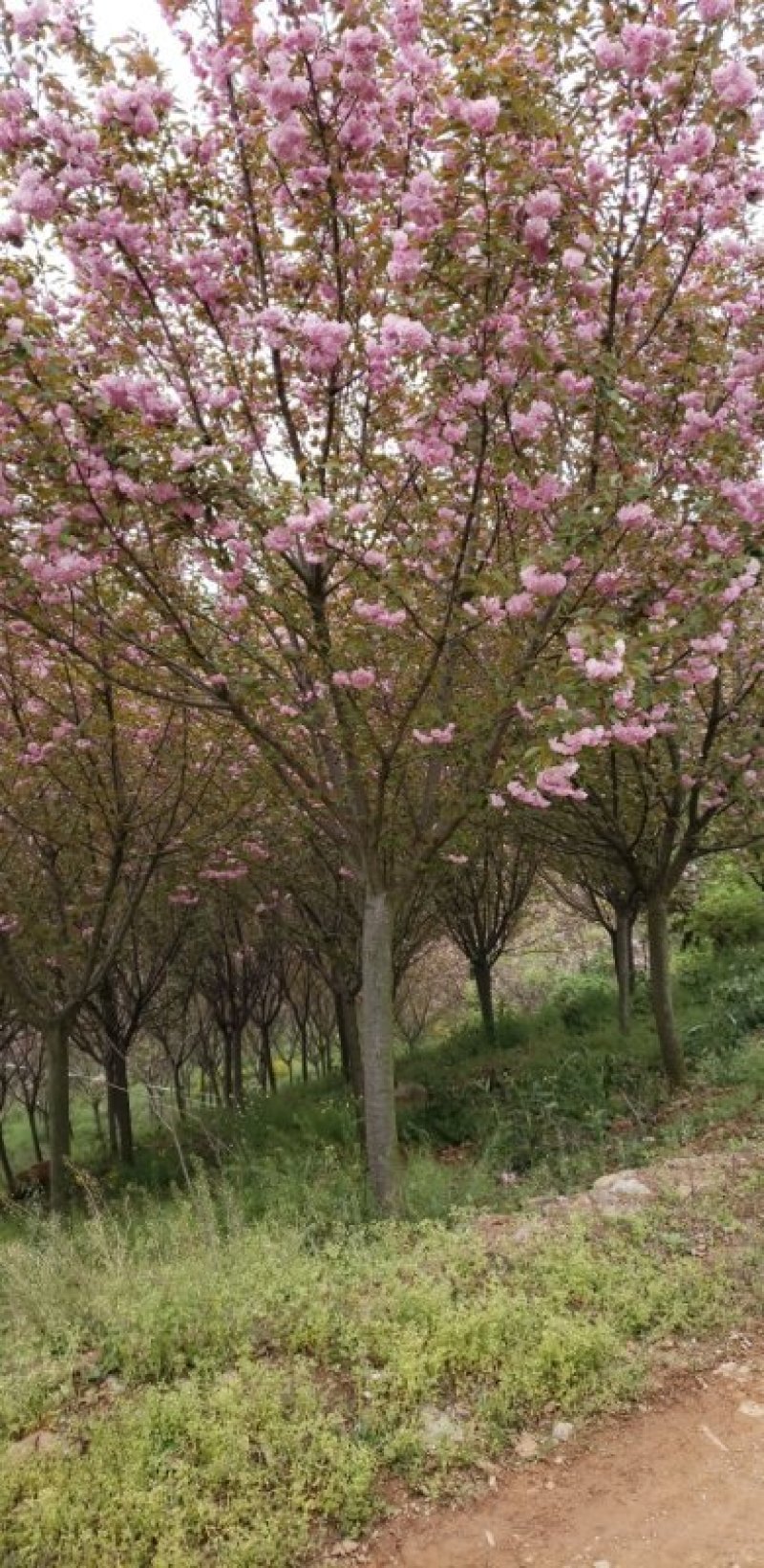 樱花，12-15公分