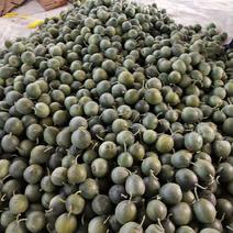 山东潍坊绿宝石甜瓜0.5斤以上糖度高，货源充足，精品