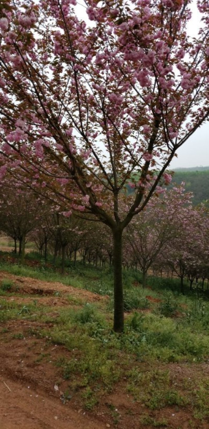 樱花，12-15公分