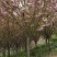 樱花，12-15公分